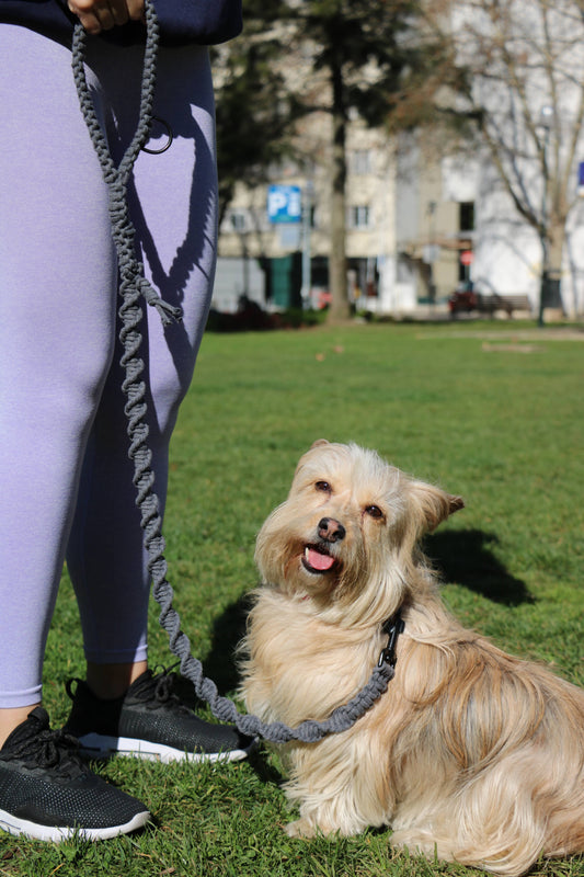 Trela cinzenta "Crespim"