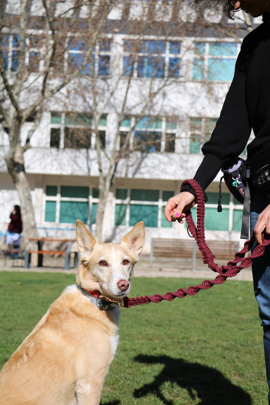 Trela bordeaux "Becky"